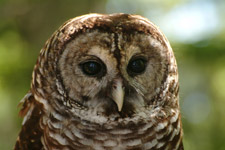 Florida Scenic Highway - Barred Owl