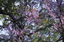 Florida Scenic Highway - Red Bud